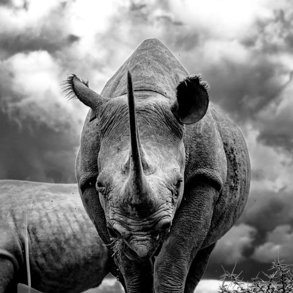 Black and white photograph of a rhinoceros against a dramatic sky.