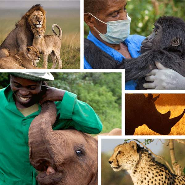 Collage of wildlife and human interaction images including lions, a gorilla, a rhino, and a cheetah.