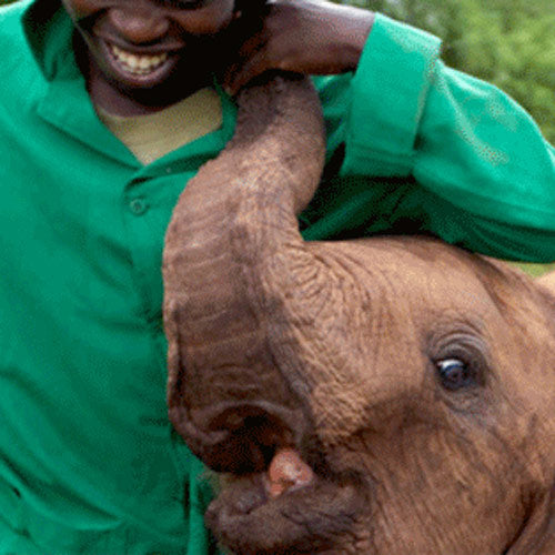 conservationist taking care of a baby elephant