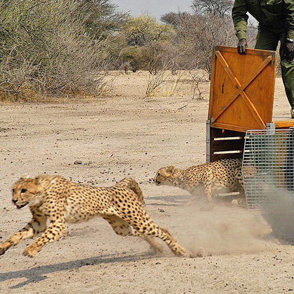 Cheetah Conservation Fund cheetahs being released