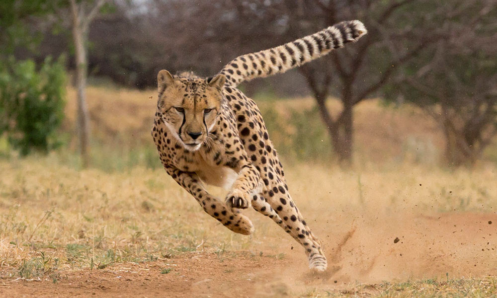 cheetah running