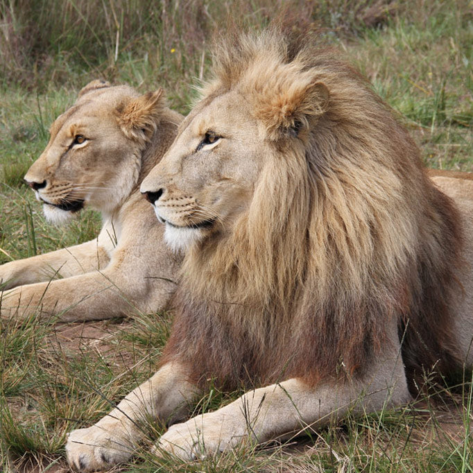 Lion Recovery Fund lions lying on the grass in a natural setting