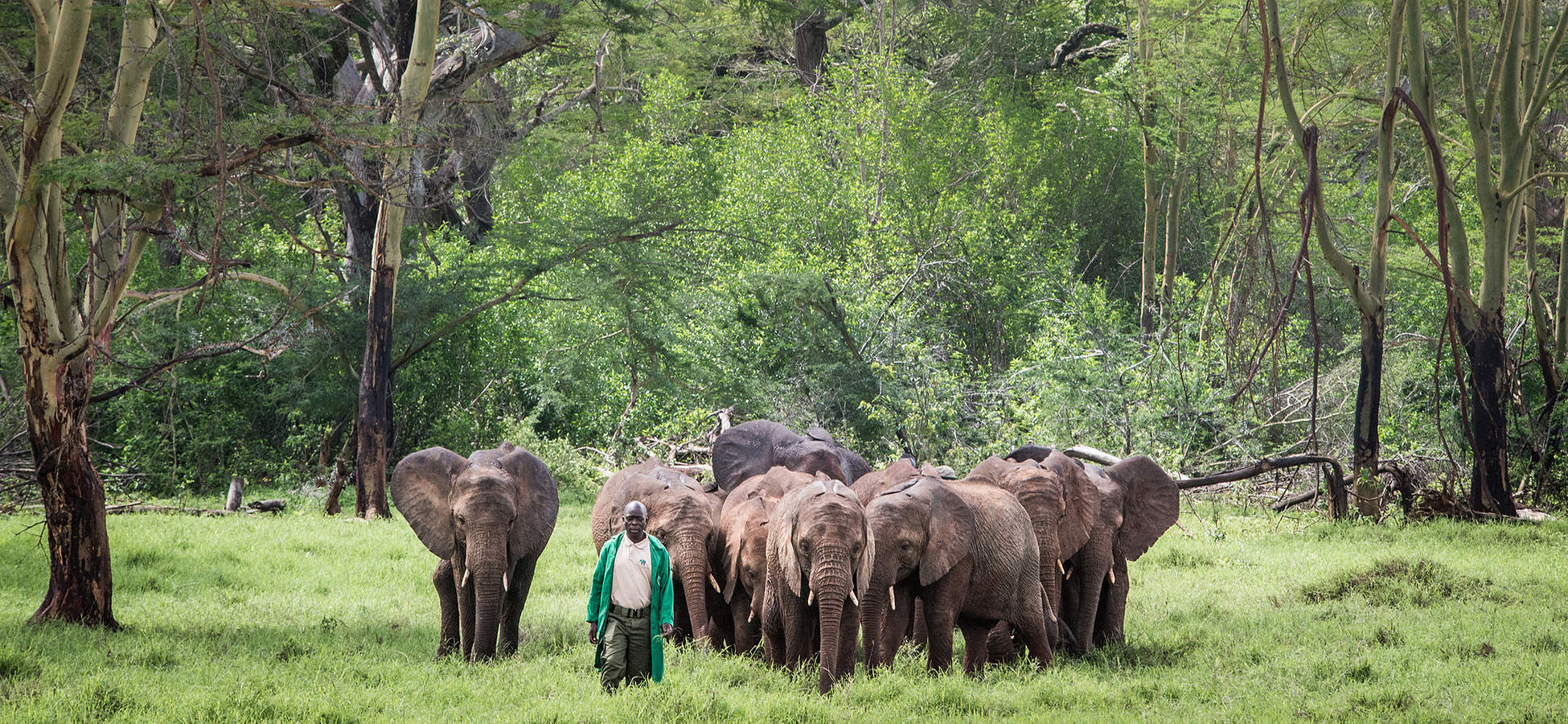 elephants protected by the Sheldrick trust