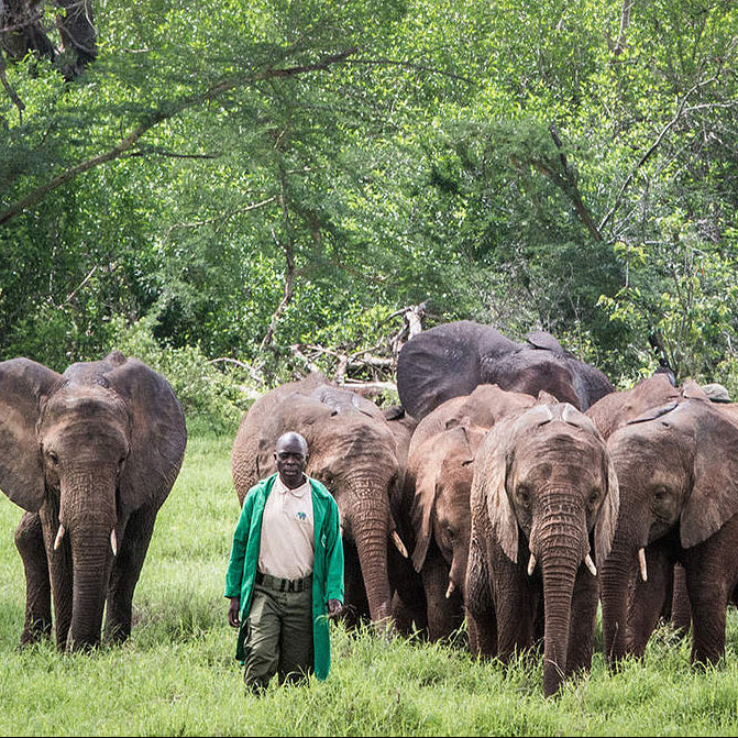 Sheldrick Wildlife Trust conservationist walking with a group of elephants in a lush green forest
